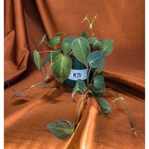 Philodendron Micans 4" US Seller Potted RARE Philo
